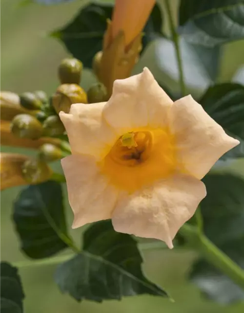 Campsis radicans