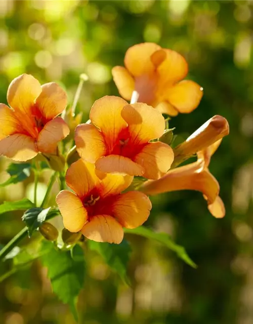 Campsis radicans