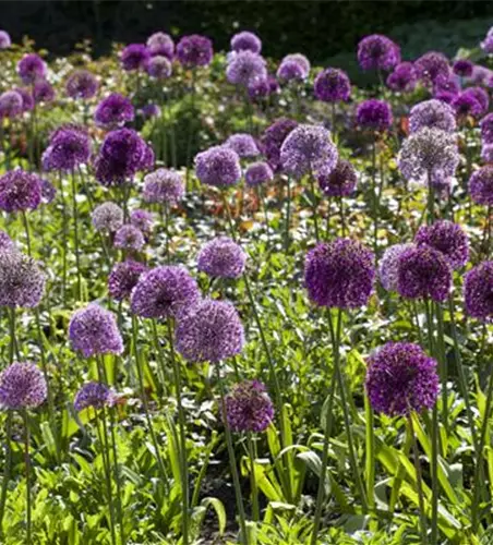 Allium giganteum