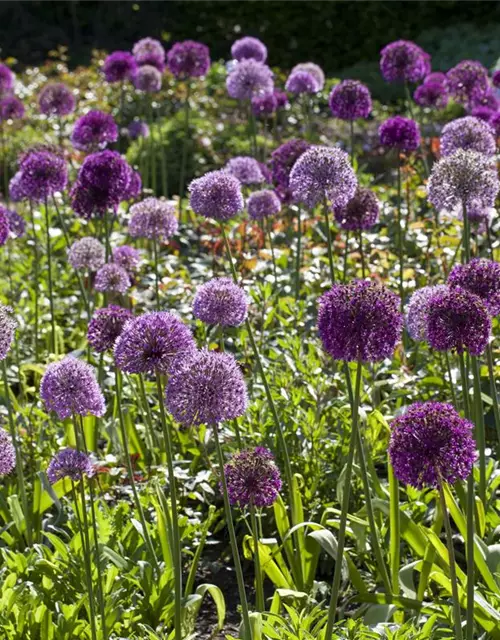 Allium giganteum