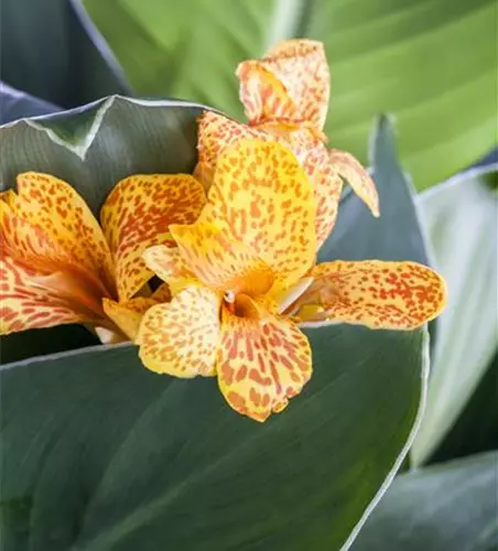 Canna indica