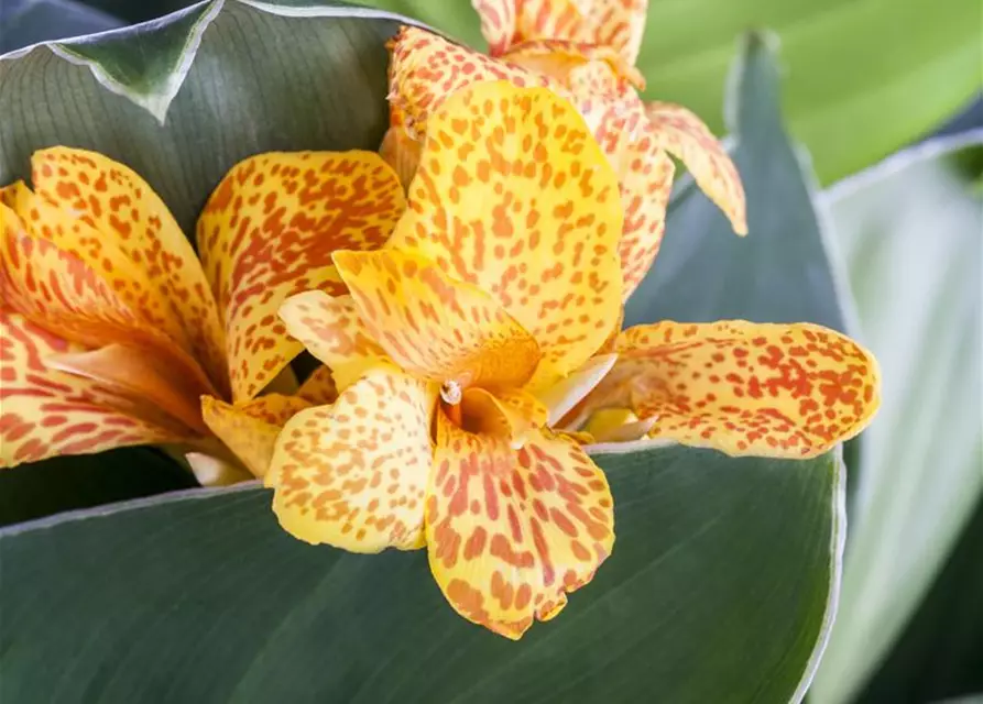 Canna indica