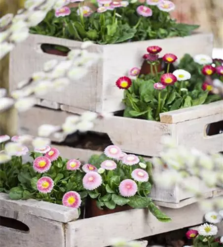 Bellis perennis