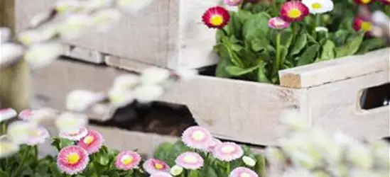 Bellis perennis