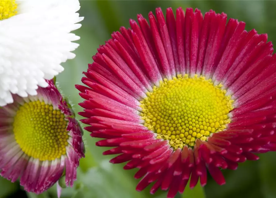 Bellis perennis