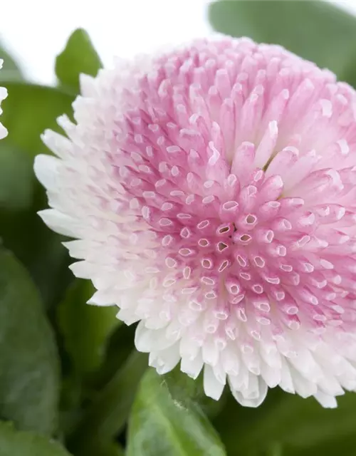 Bellis perennis