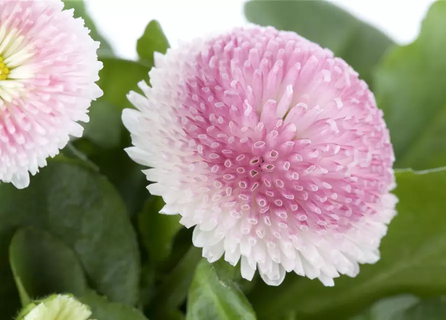 Bellis perennis