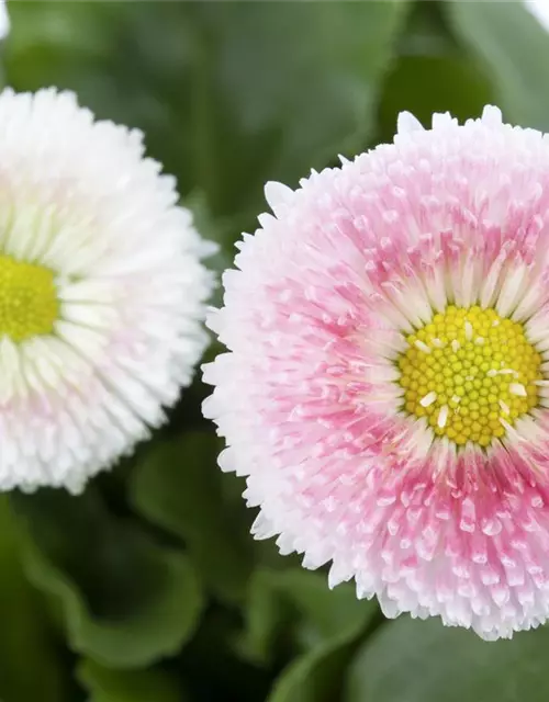 Bellis perennis