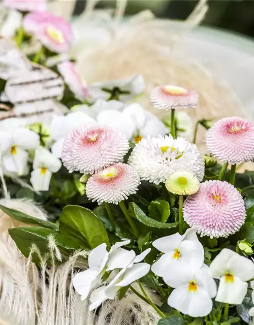 Bellis perennis