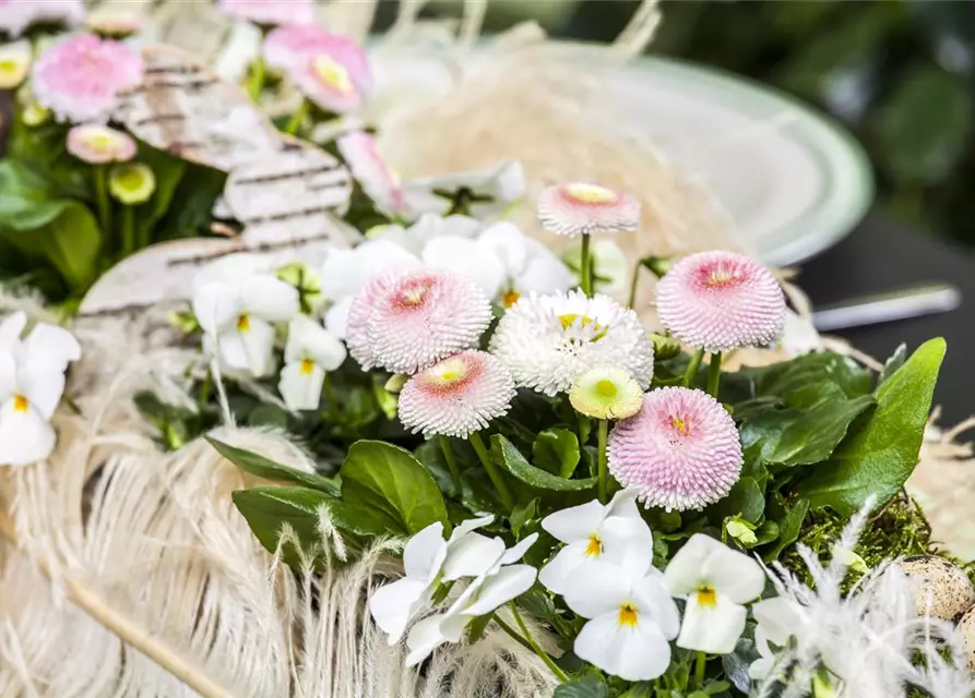 Bellis perennis