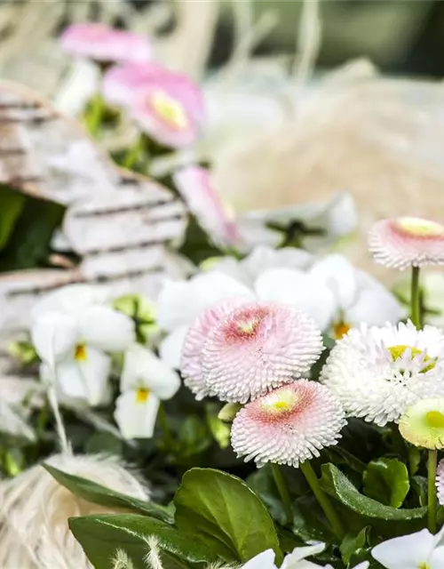 Bellis perennis