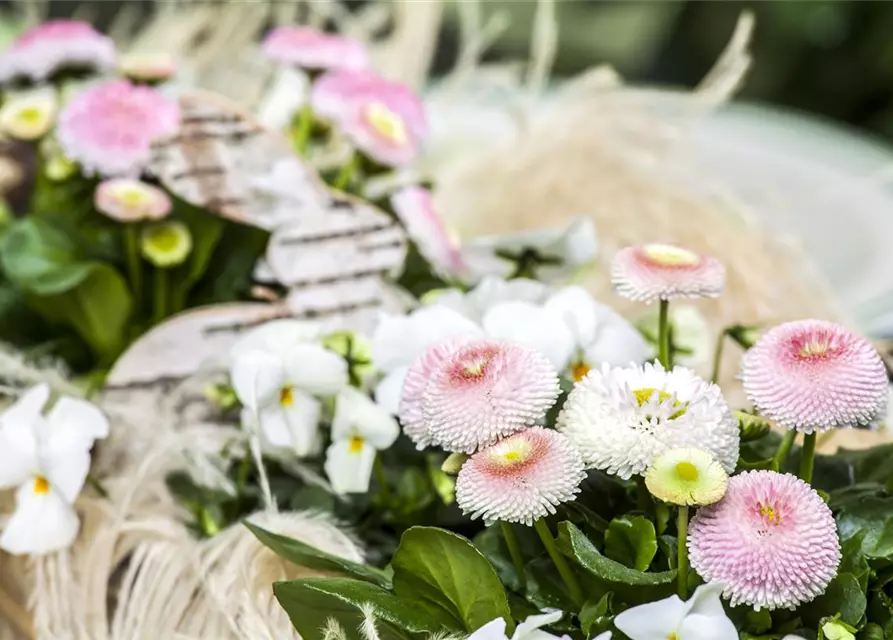 Bellis perennis