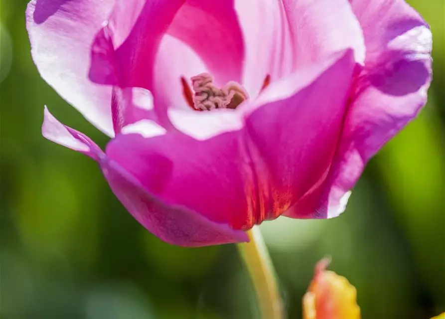 Tulpe 'Don Quichotte'