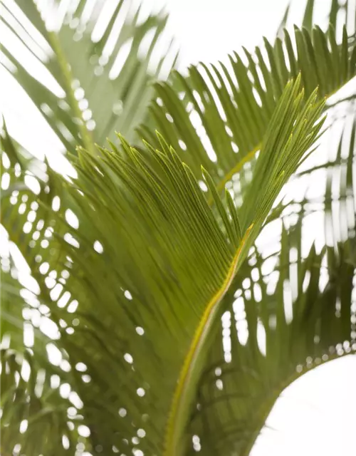 Cycas revoluta