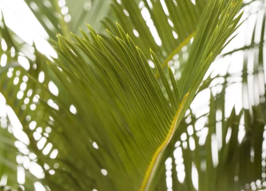 Cycas revoluta