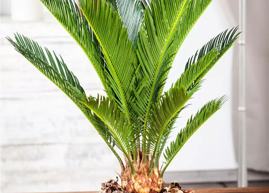 Cycas revoluta