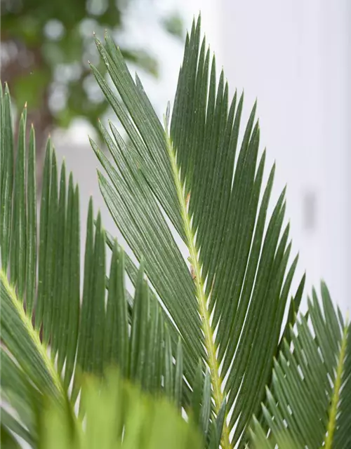 Cycas revoluta