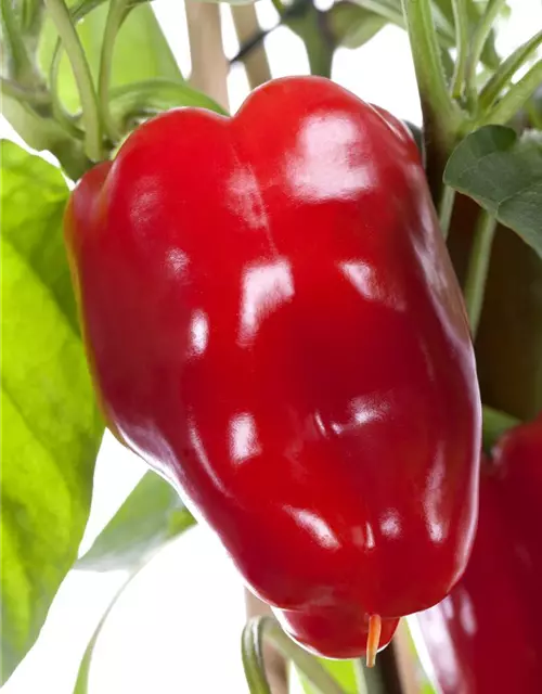 Capsicum annuum