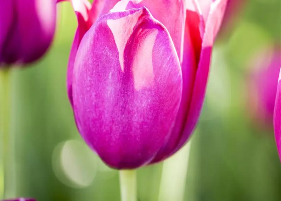 Tulpe 'Don Quichotte'