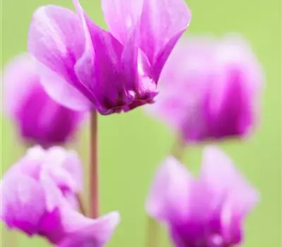 Cyclamen hederifolium