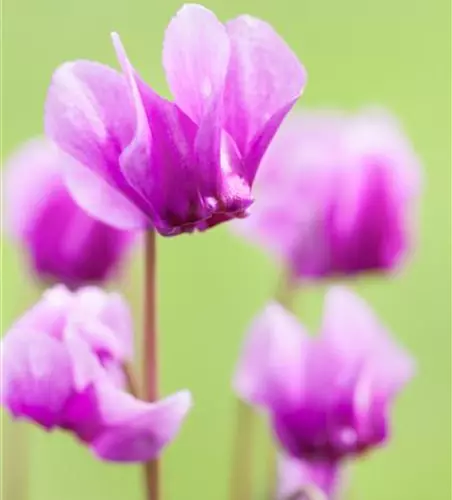 Cyclamen hederifolium