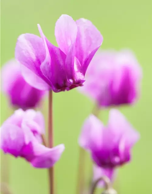 Cyclamen hederifolium