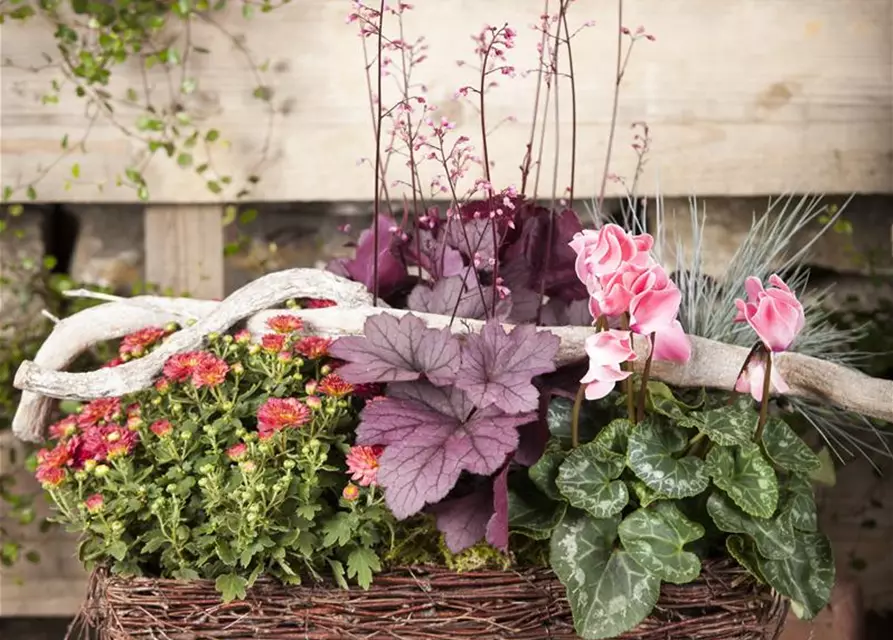 Cyclamen hederifolium