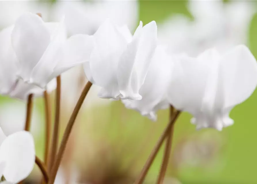 Cyclamen hederifolium