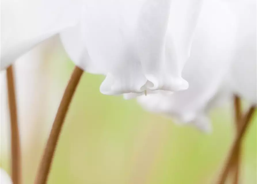 Cyclamen hederifolium