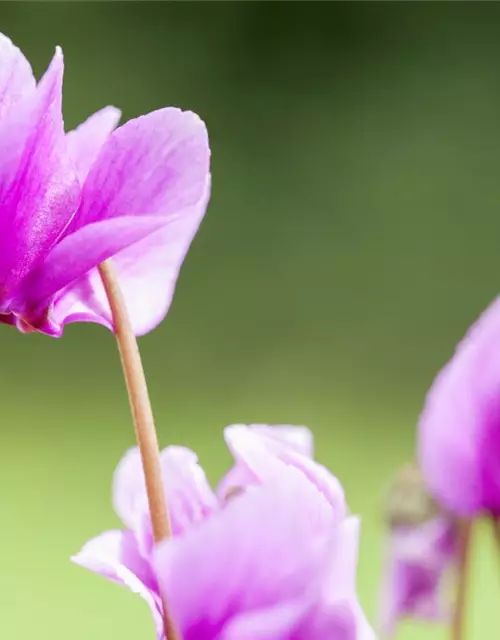 Cyclamen hederifolium