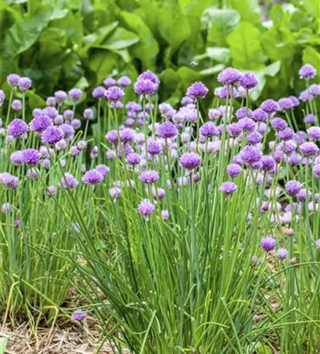 Allium schoenoprasum