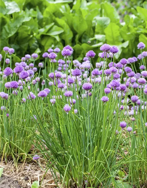 Allium schoenoprasum