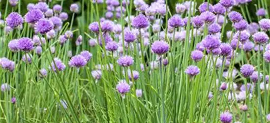 Allium schoenoprasum