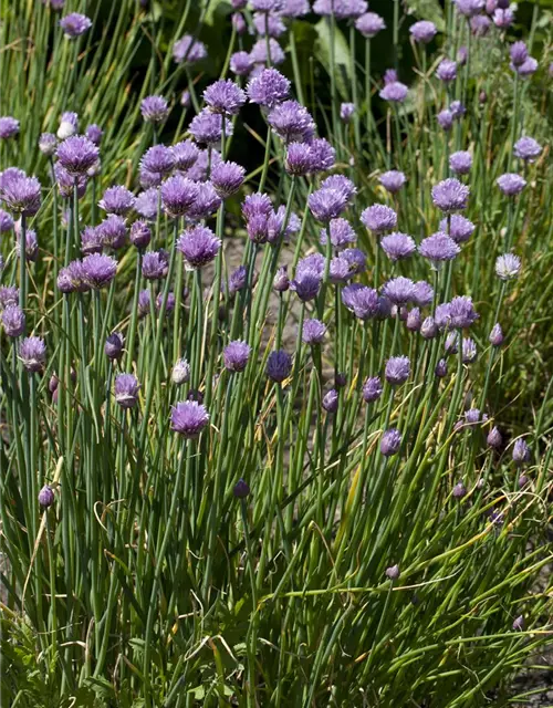 Allium schoenoprasum