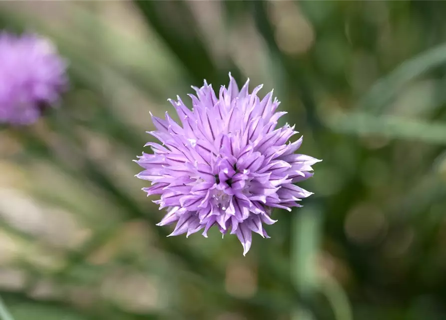 Allium schoenoprasum