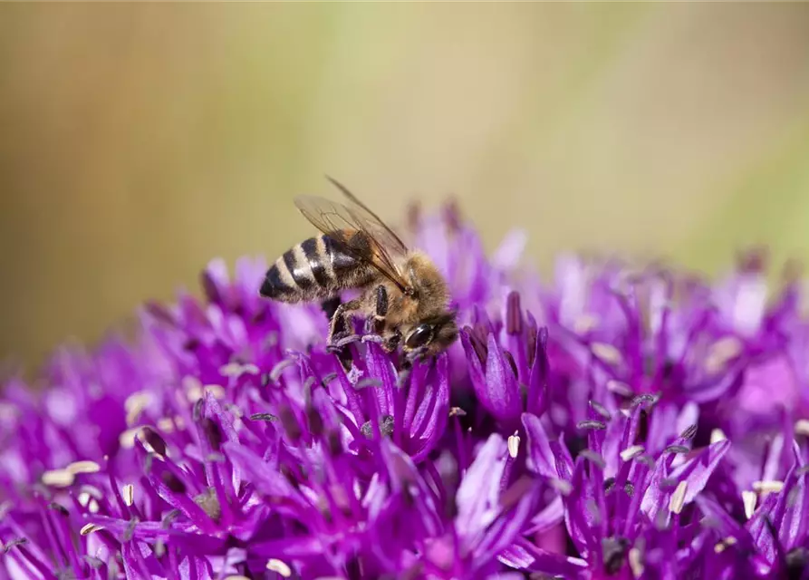 Allium schoenoprasum