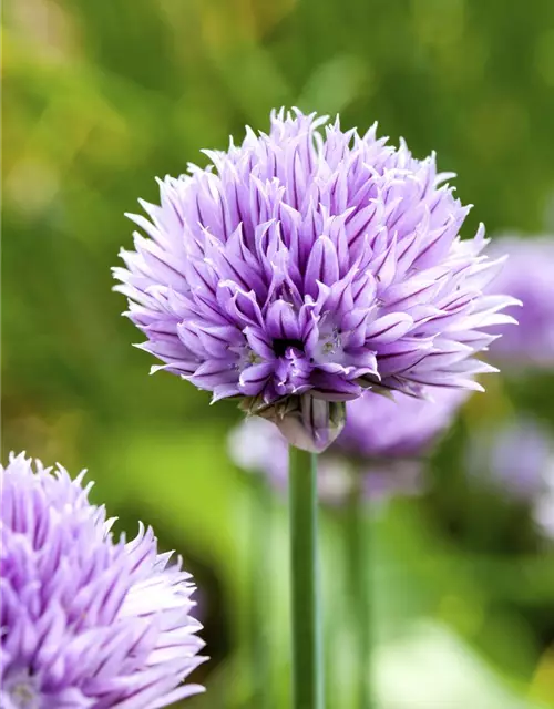 Allium schoenoprasum