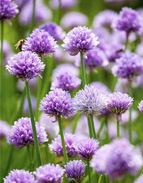 Allium schoenoprasum