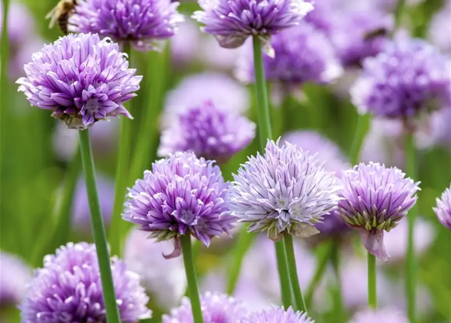 Allium schoenoprasum