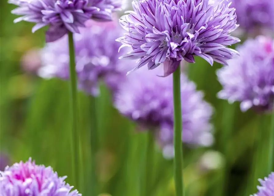 Allium schoenoprasum