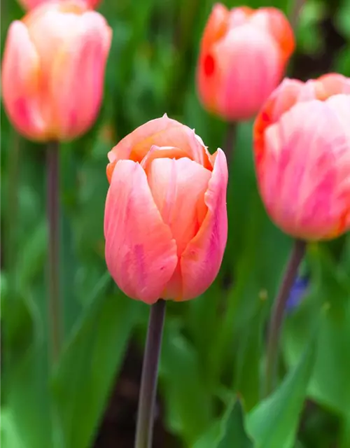 Tulpe 'Apricot Beauty'