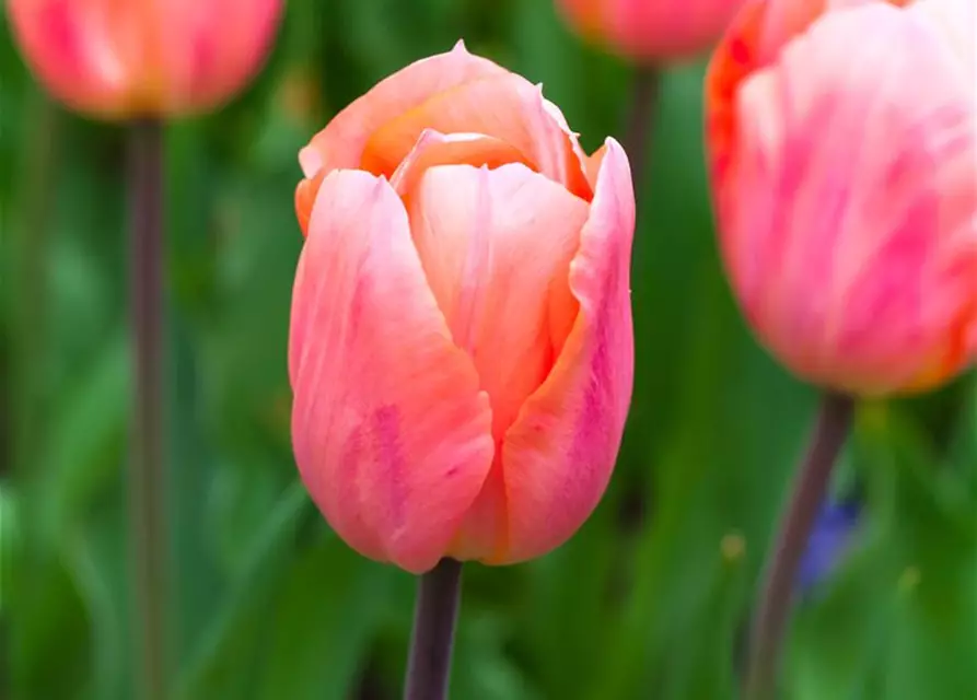 Tulpe 'Apricot Beauty'