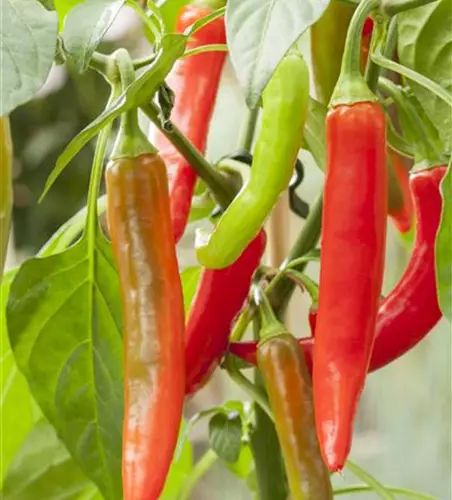 Capsicum annuum Pick a Hot®