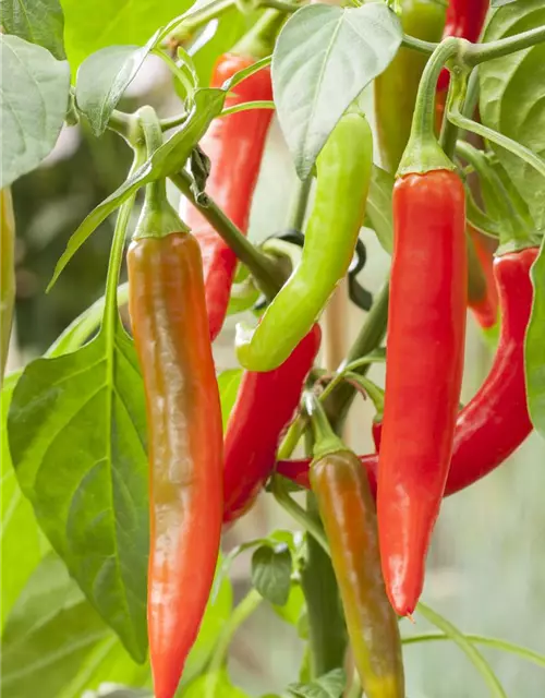 Capsicum annuum Pick a Hot®