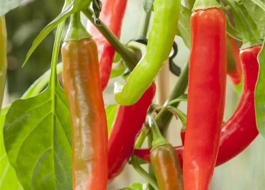 Capsicum annuum Pick a Hot®