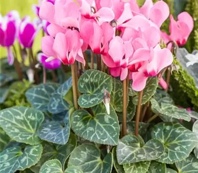 Cyclamen persicum 'Out-Land'