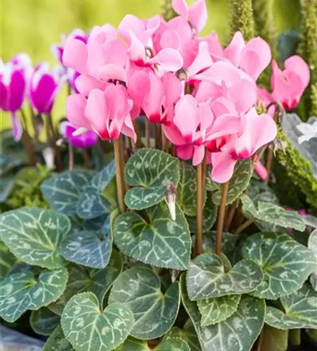 Cyclamen persicum 'Out-Land'