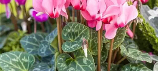 Cyclamen persicum 'Out-Land'