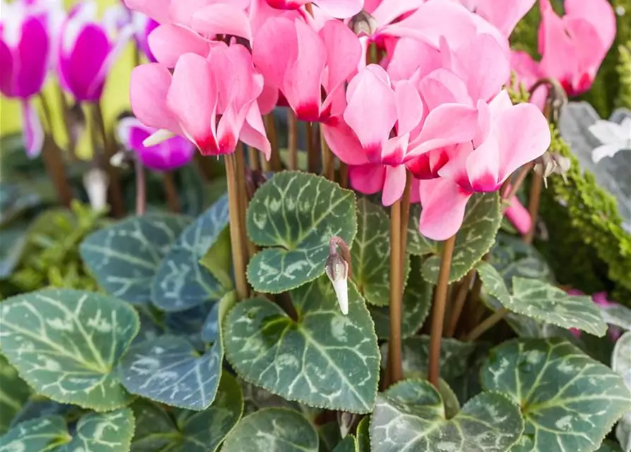 Cyclamen persicum 'Out-Land'