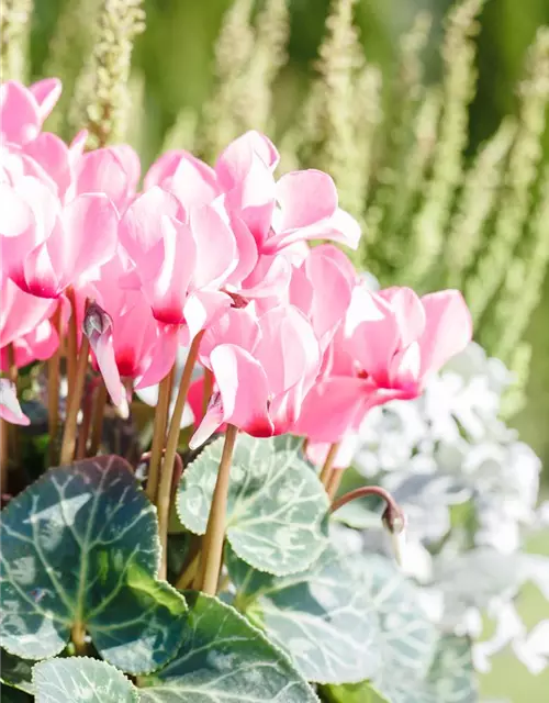 Cyclamen persicum 'Out-Land'